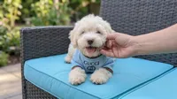 GUCCI, a male Maltipoo and Poodle - Toy  for sale in San Diego, CA – 3 of 5