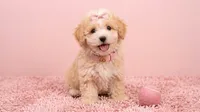 ANGEL, a female Maltipoo and Poodle - Toy  for sale in San Diego, CA – 1 of 6