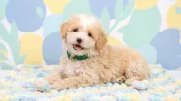 GUCCI, a male Maltipoo and Poodle - Toy  for sale in San Diego, CA – 2 of 6