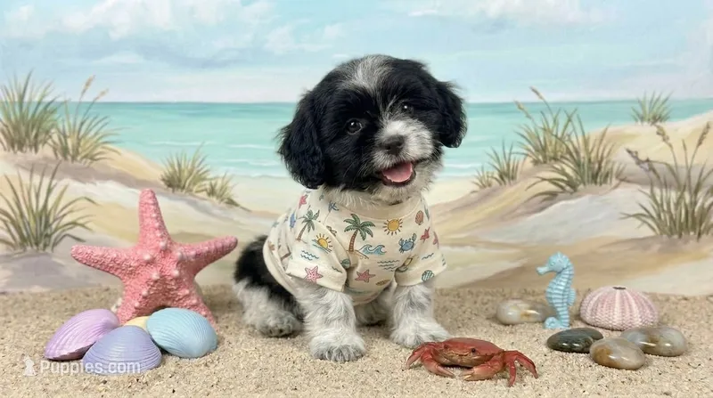 PANDA – Maltipoo, Poodle - Toy  puppy for sale in San Diego, CA