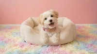 ANGEL, a female Maltipoo and Poodle - Toy  for sale in San Diego, CA – 1 of 5