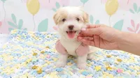 ANGEL, a female Maltipoo and Poodle - Toy  for sale in San Diego, CA – 1 of 7