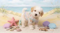 TEDDY, a male Maltipoo and Poodle - Toy  for sale in San Diego, CA – 2 of 6