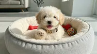 WOODY, a male Maltipoo and Poodle - Toy  for sale in San Diego, CA – 3 of 5