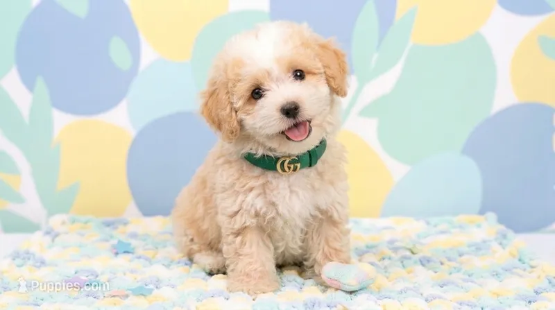 GUCCI – Maltipoo, Poodle - Toy  puppy for sale in San Diego, CA