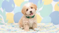 GUCCI, a male Maltipoo and Poodle - Toy  for sale in San Diego, CA – 1 of 6