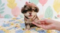 BABY, a female Maltipoo and Poodle - Toy  for sale in San Diego, CA – 4 of 7