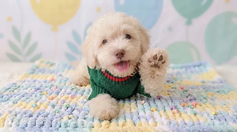 GUCCI – Maltipoo, Poodle - Toy  puppy for sale in San Diego, CA