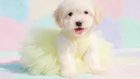 ANGEL, a female Maltipoo and Poodle - Toy  for sale in San Diego, CA – 1 of 5
