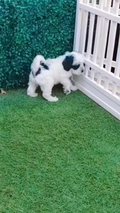 PANDA, a male Maltipoo and Poodle - Toy  for sale in San Diego, CA – 6 of 6
