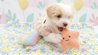 ANGEL, a female Maltipoo and Poodle - Toy  for sale in San Diego, CA – 5 of 7