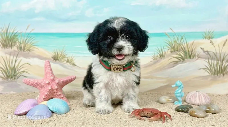 GUCCI – Maltipoo, Poodle - Toy  puppy for sale in San Diego, CA