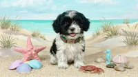 PANDA, a male Maltipoo and Poodle - Toy  for sale in San Diego, CA – 1 of 6
