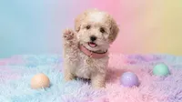 CHANEL, a female Maltipoo and Poodle - Toy  for sale in San Diego, CA – 5 of 7