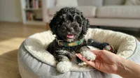 GUCCI, a male Maltipoo and Poodle - Toy  for sale in San Diego, CA – 2 of 5