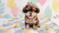 BABY, a female Maltipoo and Poodle - Toy  for sale in San Diego, CA – 3 of 7