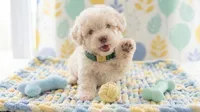 GUCCI, a male Maltipoo and Poodle - Toy  for sale in San Diego, CA – 2 of 7
