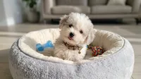TEDDY, a male Maltipoo and Poodle - Toy  for sale in San Diego, CA – 2 of 6