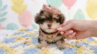 BABY, a female Maltipoo and Poodle - Toy  for sale in San Diego, CA – 6 of 7