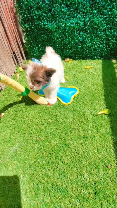TEDDY, a male Maltipoo and Poodle - Toy  for sale in San Diego, CA – 7 of 7