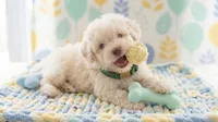 GUCCI, a male Maltipoo and Poodle - Toy  for sale in San Diego, CA – 5 of 6