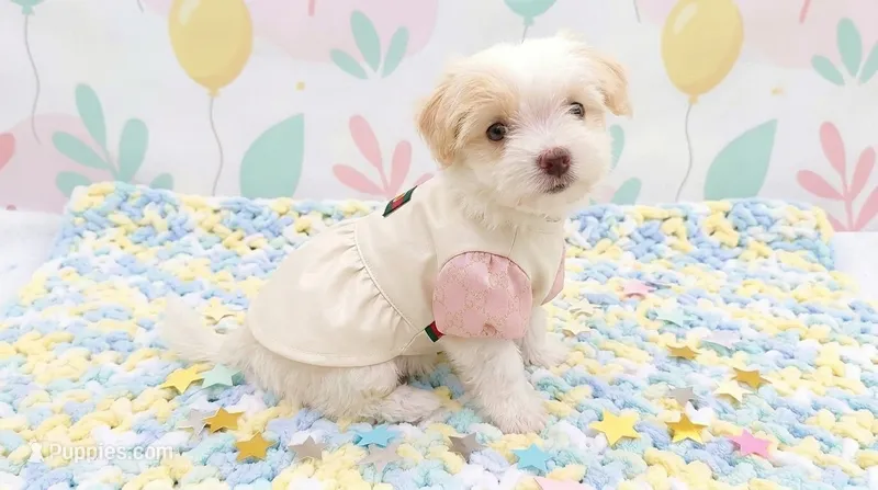 ANGEL – Maltipoo, Poodle - Toy  puppy for sale in San Diego, CA