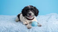 PANDA, a male Maltipoo and Poodle - Toy  for sale in San Diego, CA – 4 of 5