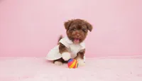 GUCCI, a female Maltipoo and Poodle - Toy  for sale in San Diego, CA – Photo 2 of 6