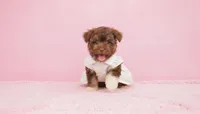 GUCCI, a female Maltipoo and Poodle - Toy  for sale in San Diego, CA – Photo 1 of 6