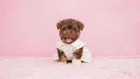 GUCCI, a female Maltipoo and Poodle - Toy  for sale in San Diego, CA – Photo 4 of 6