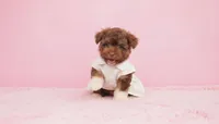 GUCCI, a female Maltipoo and Poodle - Toy  for sale in San Diego, CA – Photo 3 of 6