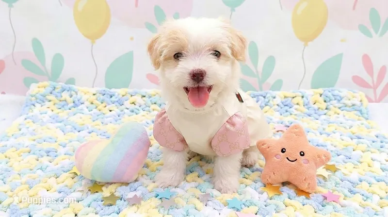 ANGEL – Maltipoo, Poodle - Toy  puppy for sale in San Diego, CA