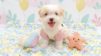 ANGEL, a female Maltipoo and Poodle - Toy  for sale in San Diego, CA – 3 of 7