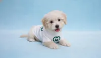 GUCCI, a male Maltipoo and Maltese for sale in San Diego, CA – Photo 4 of 5