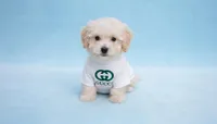 GUCCI, a male Maltipoo and Maltese for sale in San Diego, CA – Photo 3 of 5