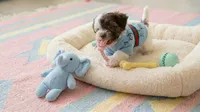 BABY, a male Maltipoo and Poodle - Toy  for sale in San Diego, CA – 3 of 7