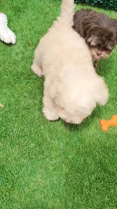 GUCCI, a male Maltipoo and Poodle - Toy  for sale in San Diego, CA – 7 of 7