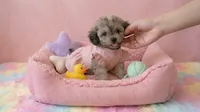 BABY, a female Maltipoo and Poodle - Toy  for sale in San Diego, CA – 6 of 7