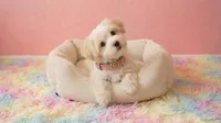 ANGEL, a female Maltipoo and Poodle - Toy  for sale in San Diego, CA – 4 of 5