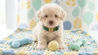 GUCCI, a male Maltipoo and Poodle - Toy  for sale in San Diego, CA – 2 of 6