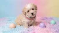 CHANEL, a female Maltipoo and Poodle - Toy  for sale in San Diego, CA – 4 of 7