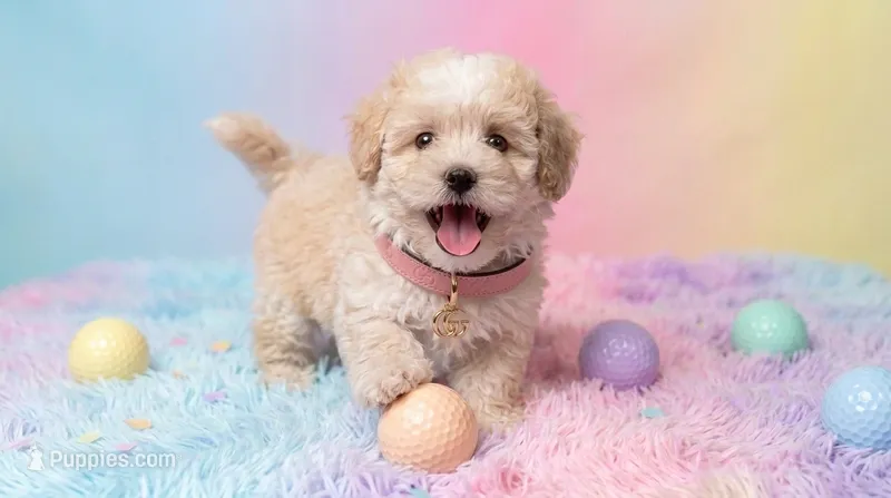 CHANEL – Maltipoo, Poodle - Toy  puppy for sale in San Diego, CA