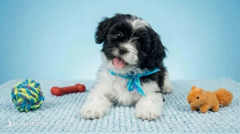 PANDA – Maltipoo, Poodle - Toy  puppy for sale in San Diego, CA