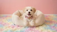 ANGEL, a female Maltipoo and Poodle - Toy  for sale in San Diego, CA – 3 of 5