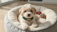 GUCCI, a male Maltipoo and Poodle - Toy  for sale in San Diego, CA – 3 of 6