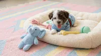 TEDDY, a male Maltipoo and Poodle - Toy  for sale in San Diego, CA – 2 of 5