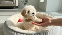 WOODY, a male Maltipoo and Poodle - Toy  for sale in San Diego, CA – 2 of 5