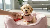 CHANEL, a female Maltipoo and Poodle - Toy  for sale in San Diego, CA – 2 of 5