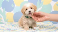 GUCCI, a male Maltipoo and Poodle - Toy  for sale in San Diego, CA – 3 of 6