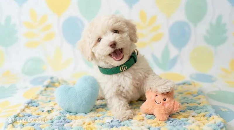 GUCCI – Maltipoo, Poodle - Toy  puppy for sale in San Diego, CA